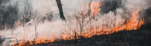 Catasto delle aree percorse da fuoco 2023