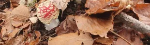 funghi