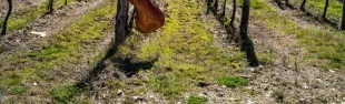 Jazz in Fattoria dal 4 luglio al 5 settembre 2025 in Valdisieve