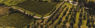 Il Chianti Rufina si afferma tra le migliori regioni vinicole d’Europa per la rivista Forbes