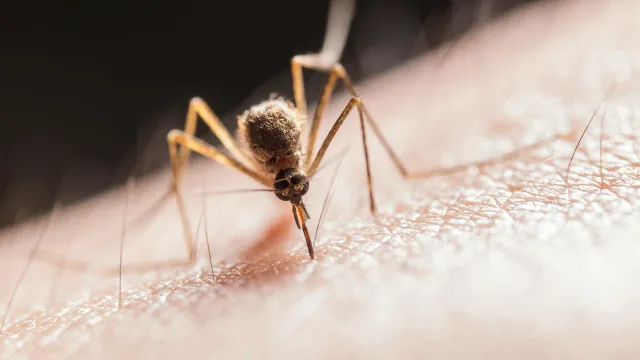 prevenzione zanzare