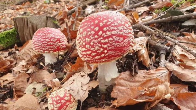 funghi