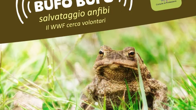 SOS Salvataggio anfibi. Pontassieve, sabato 8 febbraio 2025