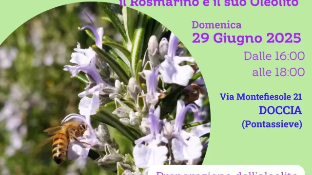 Pontassieve, 29/06/2025. Laboratorio didattico: “Il rosmarino e il suo oleolito”