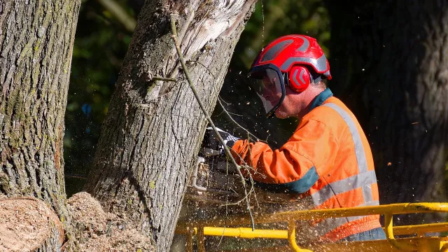Pontassieve: via alle lavorazioni forestali su diversi corsi d'acqua