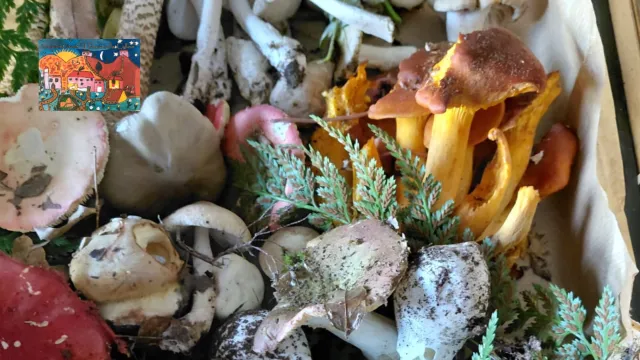 Mostra micologica. Doccia, Pontassieve 22 e 23 novembre 2025