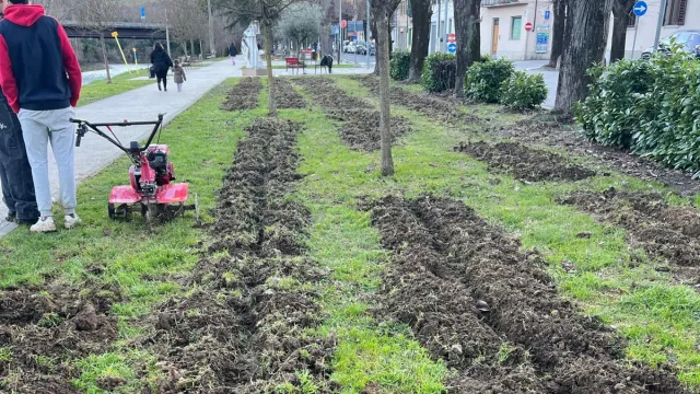 Pontassieve, tulipani in viale Diaz