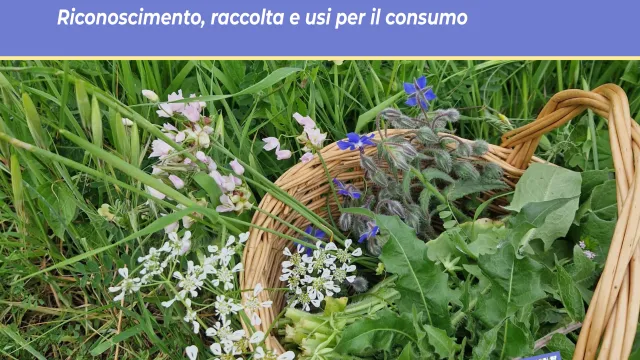 Alla scoperta delle erbe spontanee tra le colline di Pontassieve