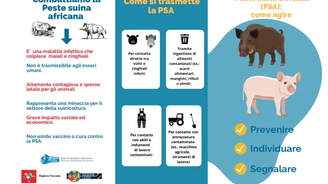 Peste suina africana 