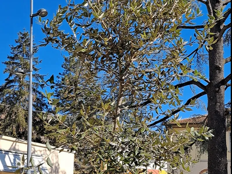 Piazza Albizi, Sieci, Pontassieve