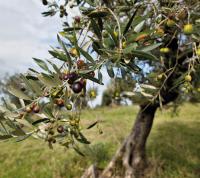 Concessione della coltivazione di piante di olivo su appezzamenti di terreno comunale